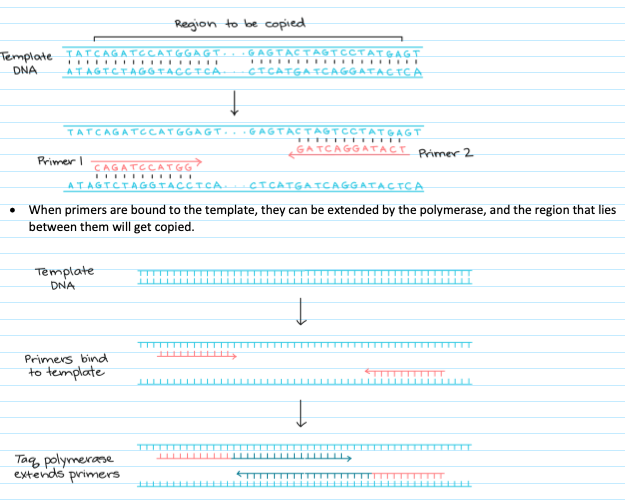 <p><span>&nbsp;</span></p><p>Laboratory technique used to make many copies of a particular region of DNA. The goal of PCR is to make enough of the target DNA region in order for it to be analyzed or utilized in some way. </p>