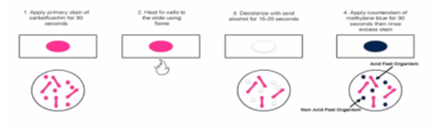 <p>1. Fiksētam preparātam uzliek filtrpapīru, uzlej koncentrētu karbolfuksīna šķīdumu.</p><p>2. Karsē virs spirta lampas liesmas, līdz parādās tvaiki.</p><p>3. Atkrāso ar 5% sērskābes šķīdumu vai spirta un sālsskābes maisījumu. (atkrāsojas viss, izņemot mycobacterium tuberculosis, jo tā ir skābju rezistenta - ar skābēm to nevar atkrāsot).</p><p>4. Metilēnzilo krāso 2 min</p>