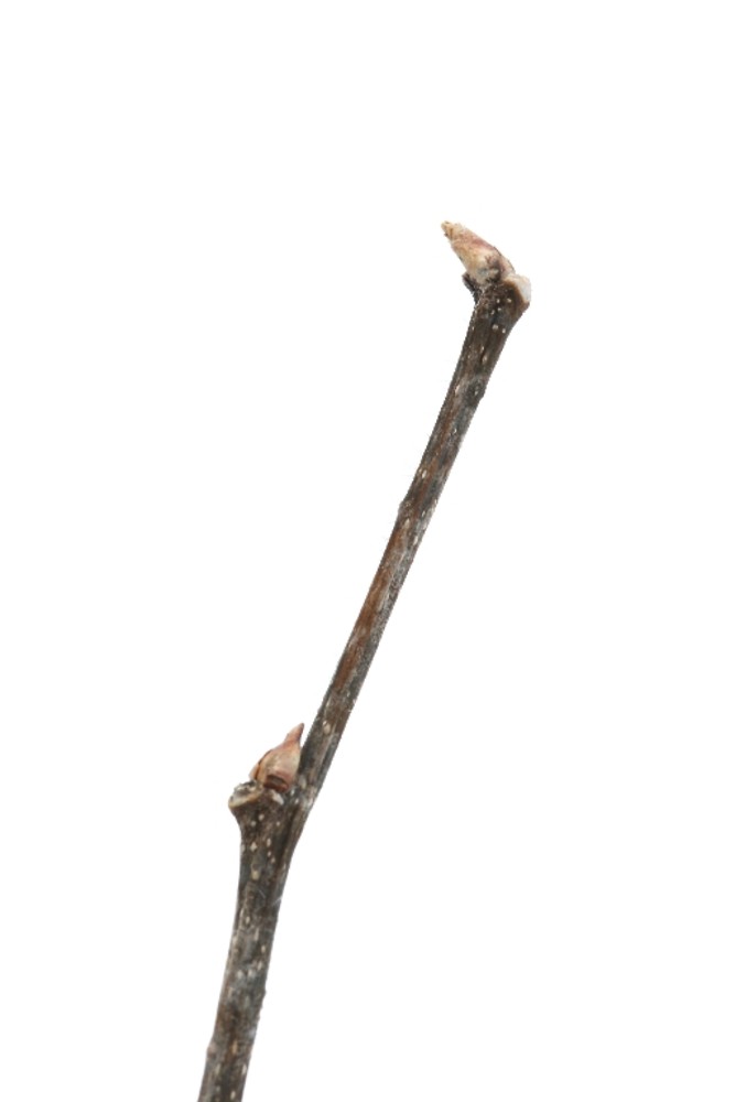 <ul><li><p>riparian, lowland, ornamental</p></li><li><p>alt branch</p></li><li><p>leaves: asym base, pinnate, serrated, rough top, galls</p></li><li><p>bark: 3D printed, corky ridges, gray</p></li><li><p>twigs: zig zag pattern</p></li><li><p>buds: terminal bud leans over, scaled, small, brown, pyramid</p></li><li><p>repro: pea-sized berry, orange / red to purple </p></li></ul>