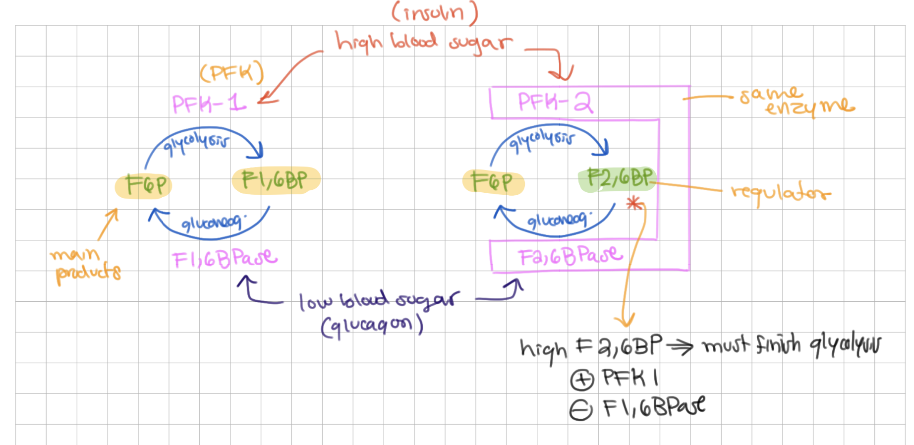 <p>PFK2 and F26 BPase</p>