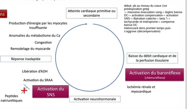 <p>Valvulopathies canines: </p><ul><li><p>pb valves, accumulation de sang et œdèmes pulmonaires</p></li><li><p>beta-bloquant? bof pimobendane marche mieux</p></li></ul><p>sténose aortique CN:</p><ul><li><p>diminution taille aorte, augmente post charge et remodelage cardiaque, dysfonction cardiaque, etc</p></li><li><p>beta-bloquant pour diminuer pression intracardiaque? peu/pas d’études</p></li></ul><p></p>