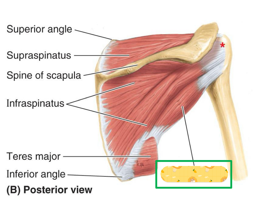 <p>Origin: Lateral border of scapula</p><p>Insertion: Greater tubercle</p><p>Action: Arm lateral rotation, stabilizes GH joint</p><p>Innervation: Axillary nerve</p>