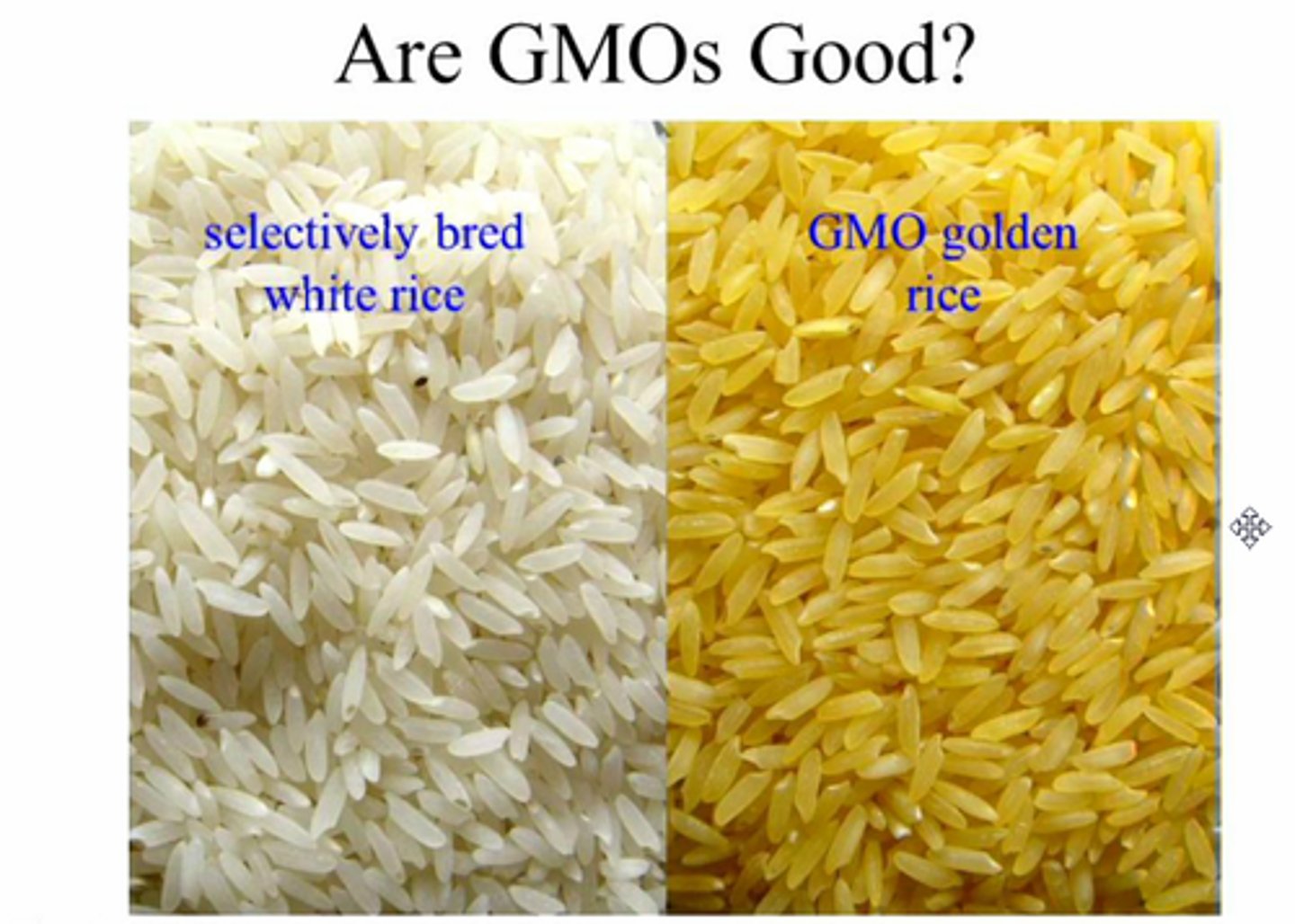 <p>Genetically modified rice that produces edible beta-carotene, which the body can turn into vitamin A, could help the 250,000 children each year who are at risk of blindness due to vitamin A deficiency.</p>