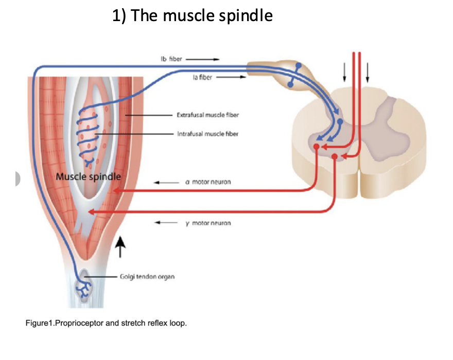 <p>The primary sensory organ. </p>