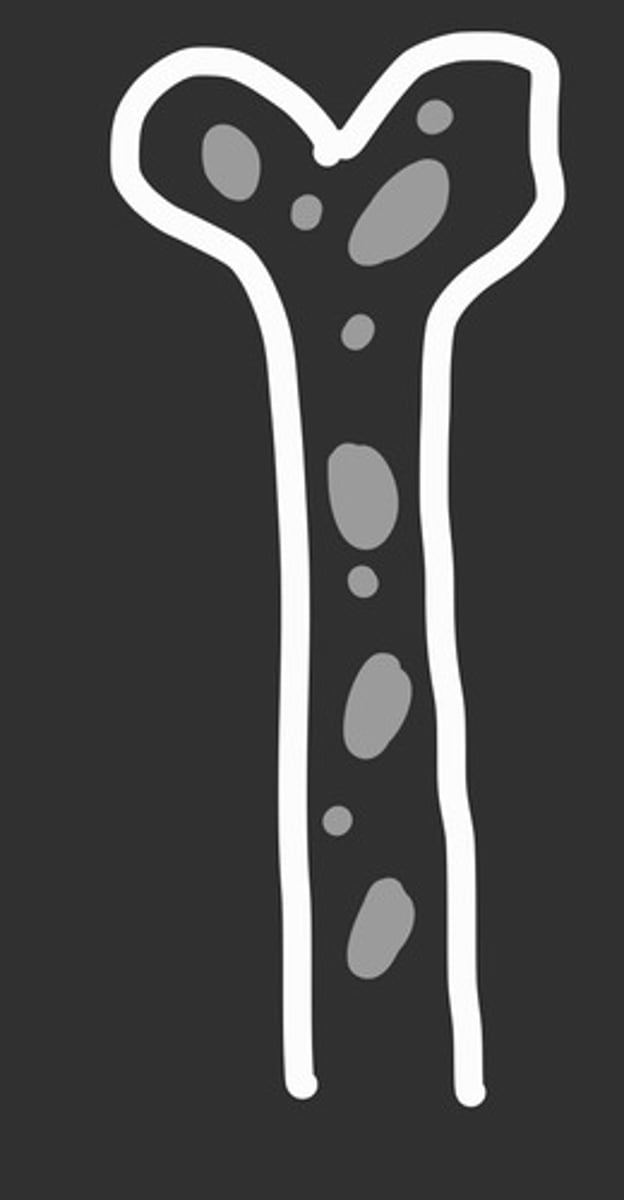 <p>young patient without pain</p><p>what does this represent?</p>