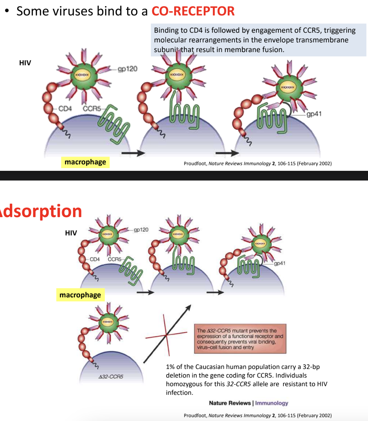 <ul><li><p><strong>gp120 protein</strong> in HIV viral envelope <u>specifically interacts with CD4 host cell receptor</u>, <em>causing a conformational change in gp120 that exposes a hidden binding site for a co-receptor</em></p></li><li><p>Conformational change in gp120 leads gp120 to interact <strong>initially with CCR5</strong> (macrophage-tropic), <strong>later on switching to CXCR4 (T-cell-tropic)</strong></p></li><li><p>Binding of gp120 with co-receptors then <u>triggers gp41 to insert its fusion peptide into host cell membrane</u>, facilitating <strong>fusion of viral envelope + host cell membrane</strong></p><p></p></li></ul><p><em>*1% of Caucasian human population carry 32-bp deletion in gene coding for CCR5, thus individuals homozygous for this deletion (32-CCR5 allele) = resistant to HIV infection</em></p><p></p>