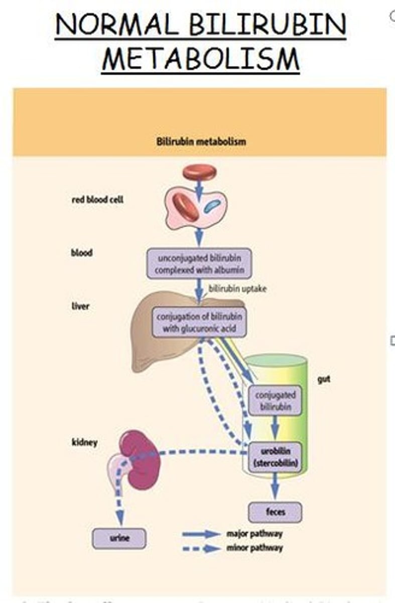 <p>pigment released by the liver in bile</p>
