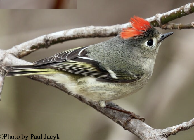 <p>Coniferous forests, but more varied in winter</p>