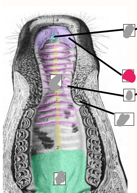 knowt flashcard image