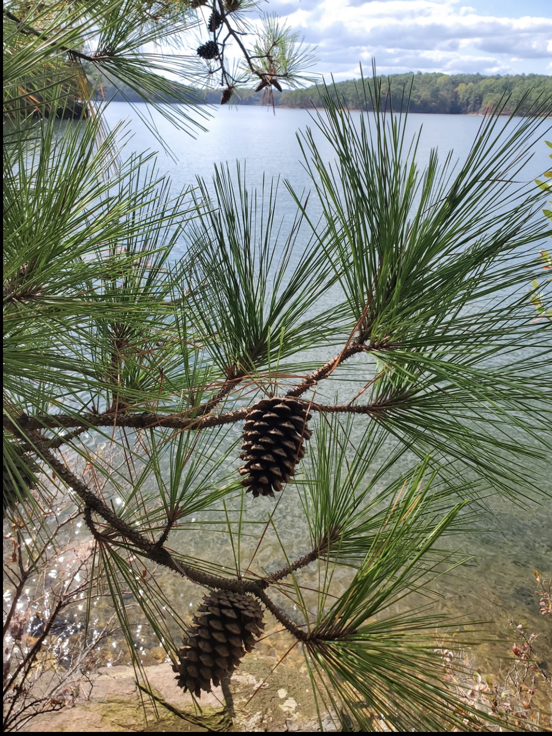 <p>loblolly pine </p>