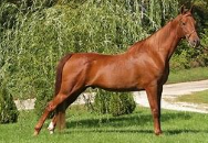 <p>Identify the breed of horse? </p>