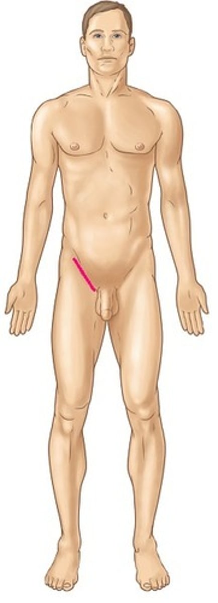 <p>Where the trunk meets the thighs</p>