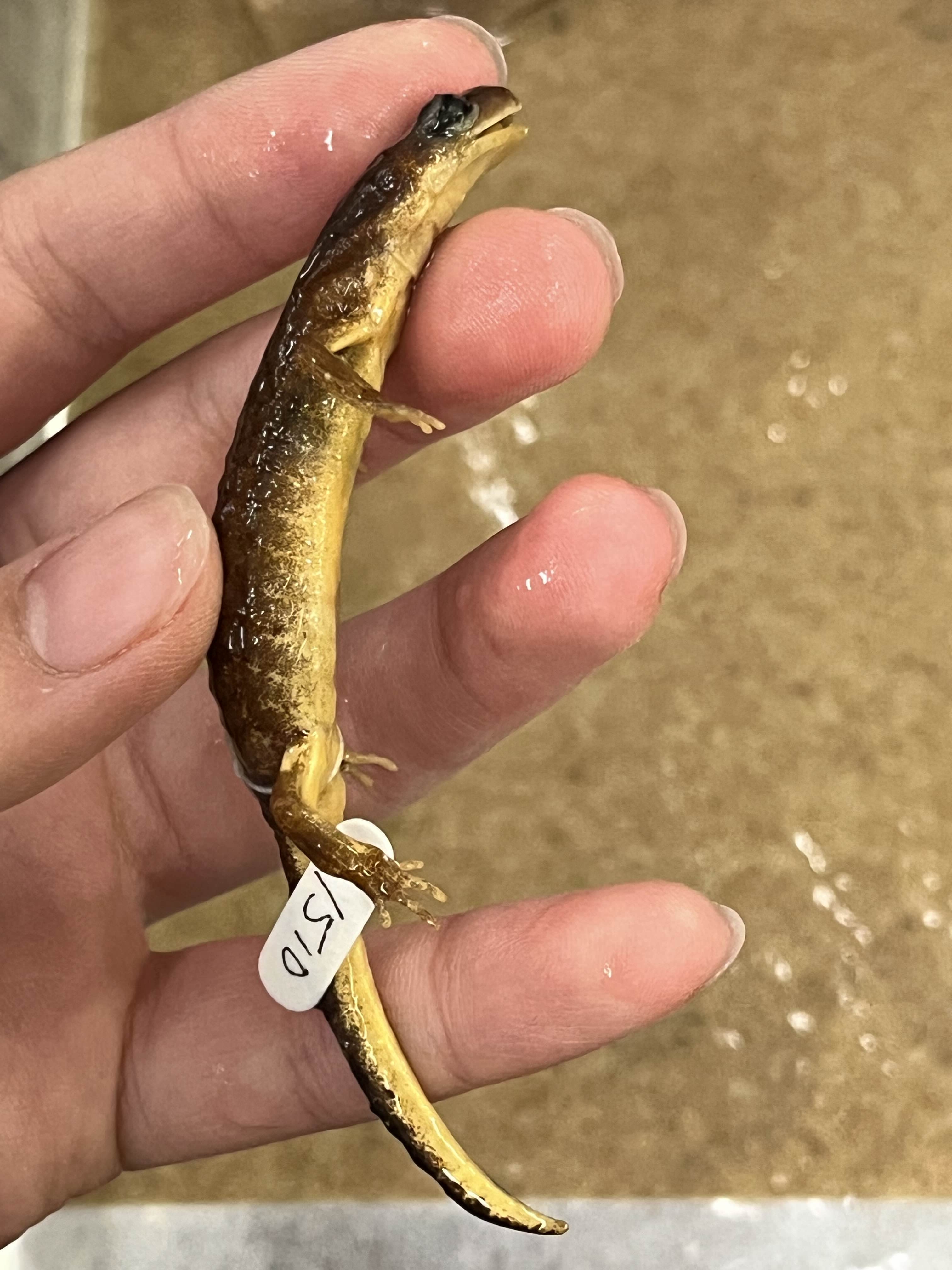 <p>Family?</p><ul><li><p>rough/smooth skin</p></li><li><p>~100 species</p></li><li><p><strong>brightly colored</strong></p></li><li><p>US/England/Asia</p></li></ul><p></p>