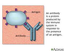 <p>Antibody is what is produced in response for a specific antigen to bind to. That antigen being something foreign that is Not suppose to be there. If an antibody binds to an Antigen that was suppose to be there, that would be an autoimmune disease. (body attacking itself)</p>