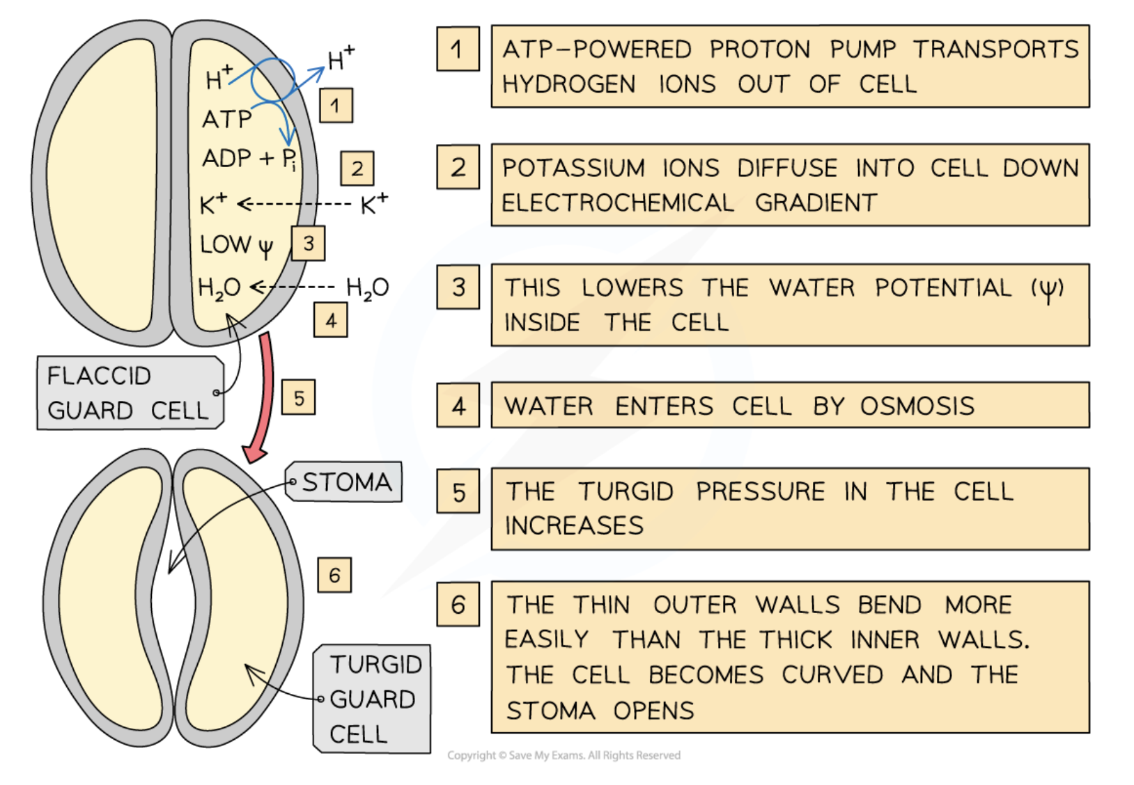 <p>by <strong>actively transporting H<sup>+</sup> ions out of guard cells</strong> to <strong>make their insides more negatively charged than their outsides</strong></p>