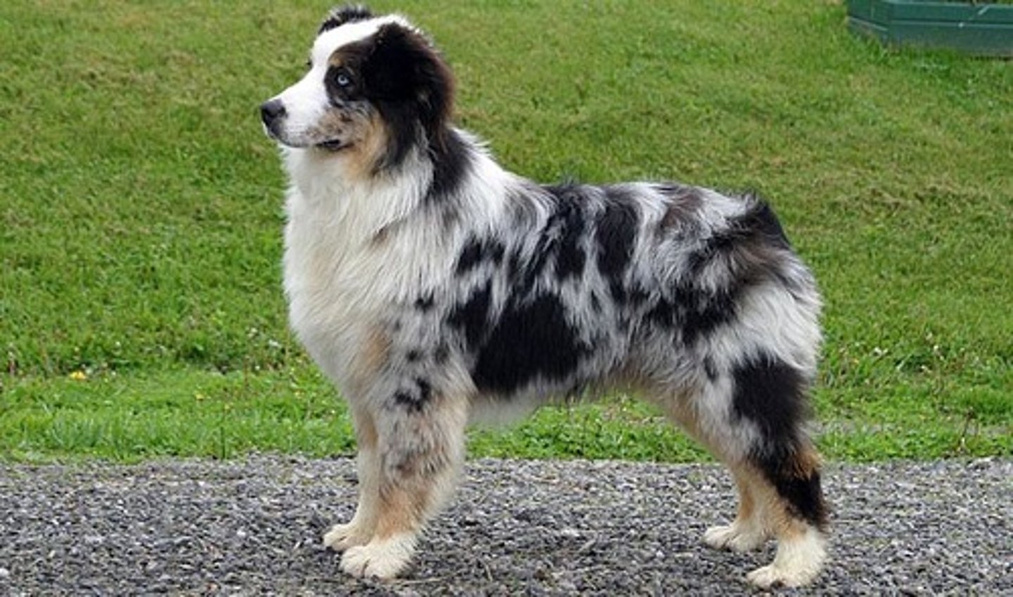 <p>What is this breed? What is it's AKC classification?</p>