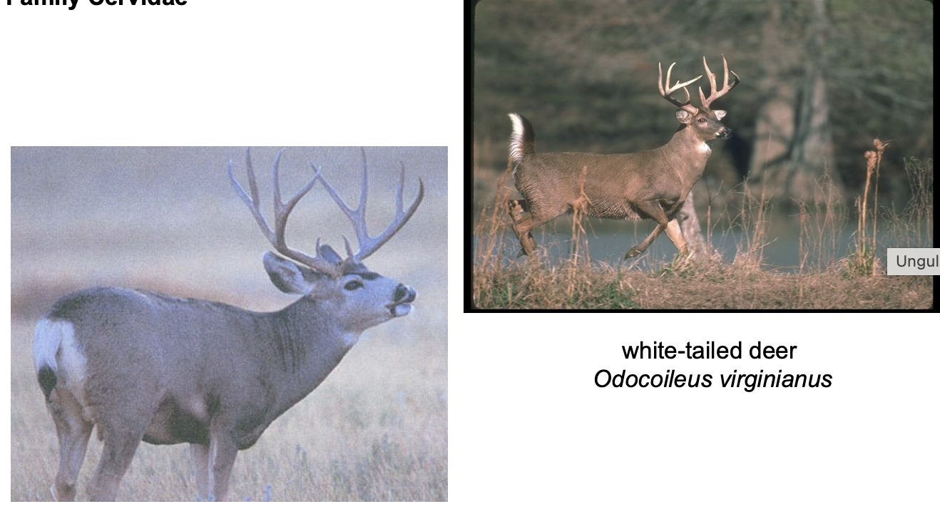 <p>Order? Family? AZ</p>