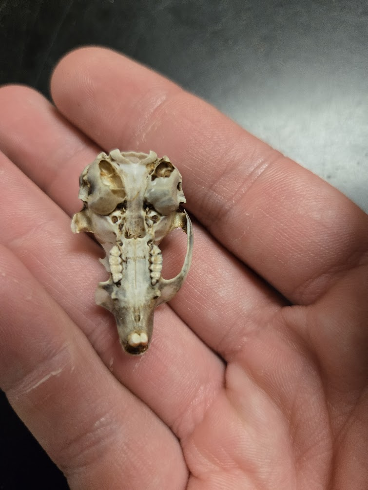 <p>1 0 2 3, 22 total<span><br></span><span> Large eyes</span><span><br></span><span> Distinct edge on post orbital process (pointed postorbital process on chipmunk</span><span><br></span><span> Vestigial 1st premolar present</span><br><span> Pointed muzzle</span><span><br></span><span> Large eye</span><span><br></span><span> Eyes to the side</span><span><br></span><span> Distinct postorbital process</span><span><br></span><span> Rounded skull</span><span><br></span><span> Orange/white incisors</span><span><br></span><span> No canines</span></p>