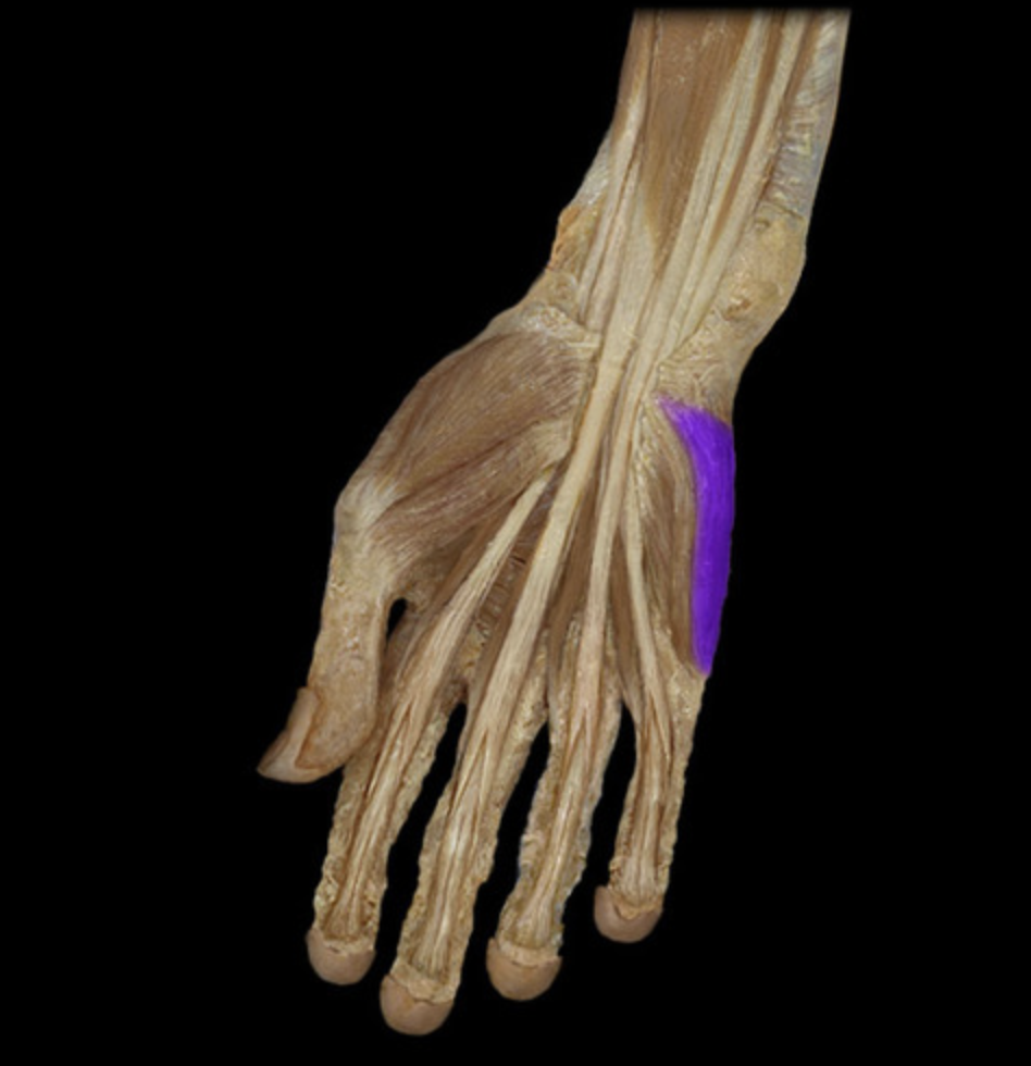 <p><em>table 7, hypothenar m, ulnar n</em></p>