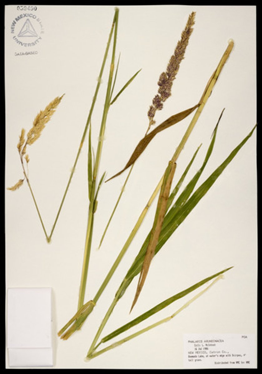 <ul><li><p>invasive</p></li><li><p>tall upright leaves</p></li><li><p>elongate and compressed inflorescence</p></li></ul><p>Species</p>