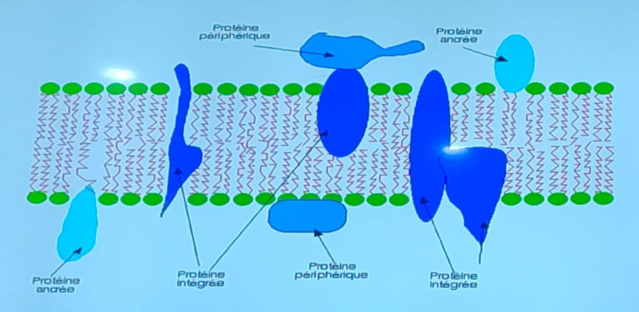 <p><span>&nbsp;s’enfoncent dans les phospholipides de la mb , </span>avec des régions hydrophobes et hydrophiles ,<span> ,</span>Rôle dans le transport, la réception de signaux, et la communication.</p>