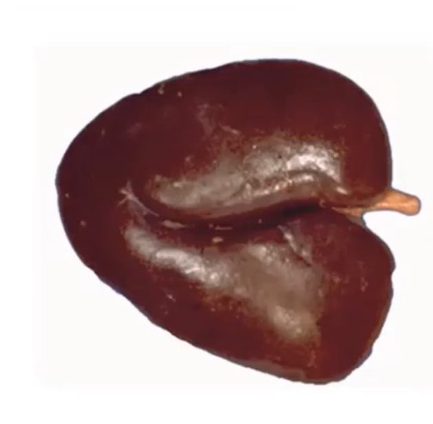 <p>What species has this kidney</p>