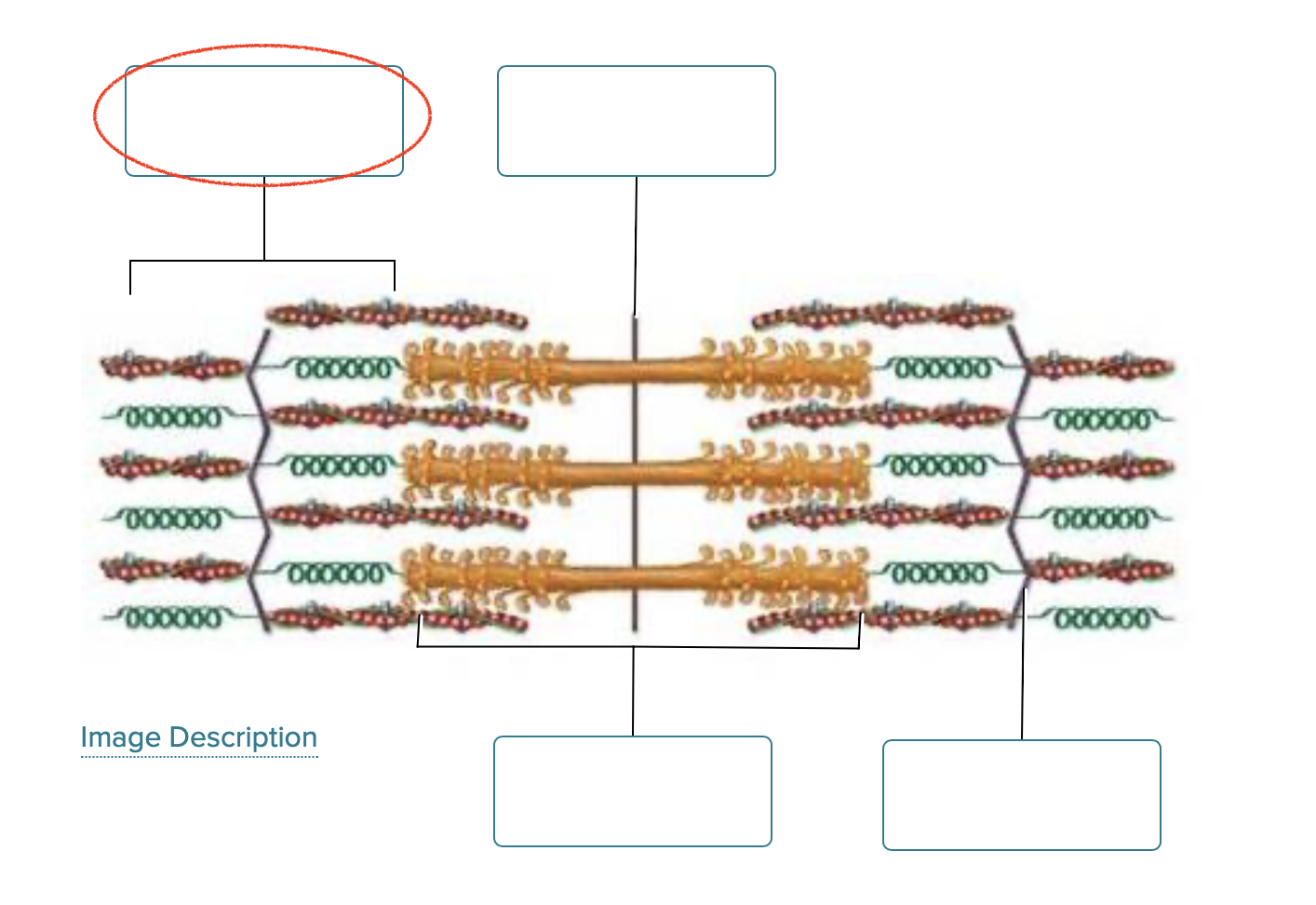 <p><span><span>Label the structures of a sarcomere.</span></span></p>