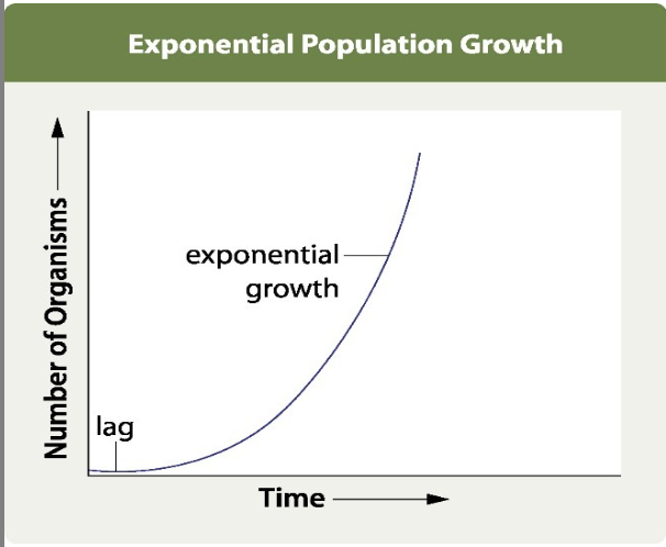 <p>growth pattern exhibited by a population growing at its biotic potential, has characteristic J-shaped growth curve</p><p>ex. bacteria, micro organisms, small invertebrates, plants</p>