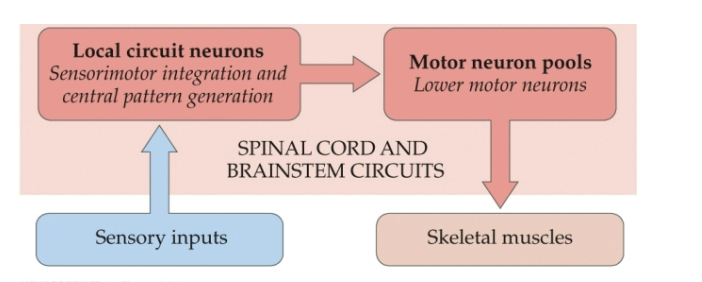 <p>sensory input (afferent neuron) → local circuit neuron (cross section of spinal cord w/ interneuron)→ motor neuron pools (efferent neurons) → skeletal muscle</p>