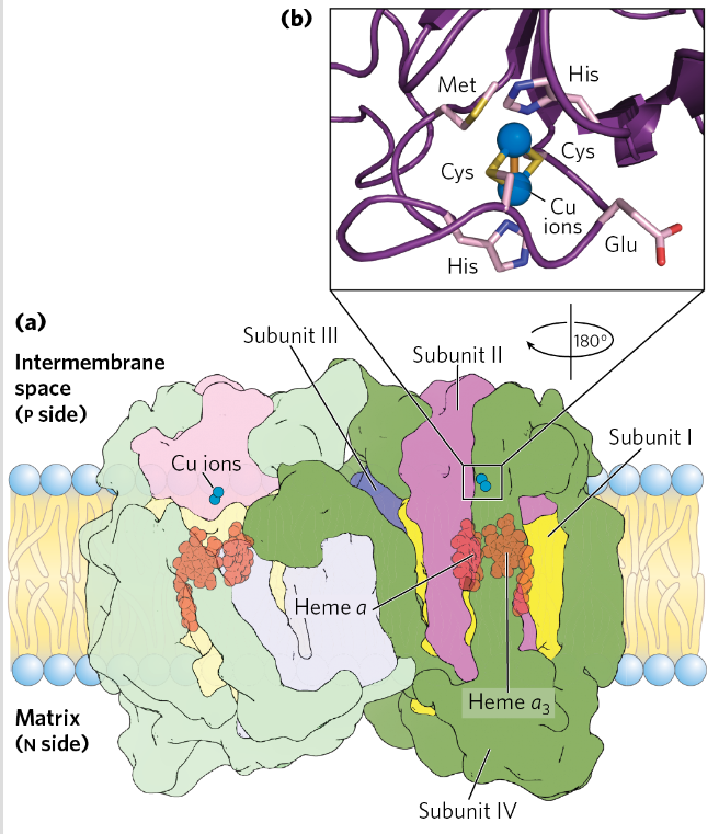 <p>Complex 4= Cytochrome oxidase</p>