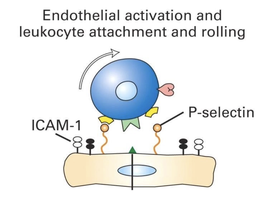 <ul><li><p>Neutrophil <strong>slows down</strong> due to weak selectin-ligand binding</p></li><li><p>Begins <strong>rolling</strong> along the endothelial surface</p></li><li><p>Rolling = <strong>transient attachments and detachments</strong></p></li><li><p>Movement driven by <strong>blood flow</strong>, but slowed by <strong>interactions with selectins</strong></p></li></ul><p></p>