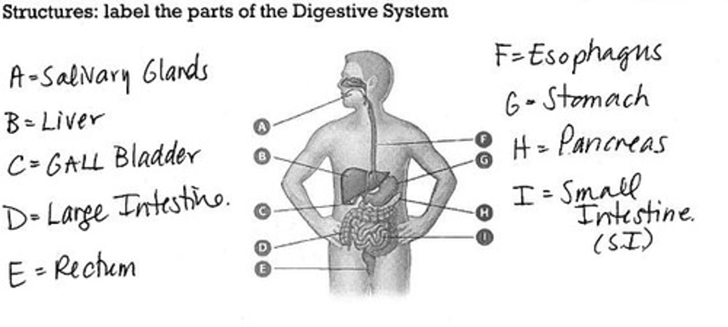 <p>Wave-like muscle contractions moving food through the digestive tract.</p>