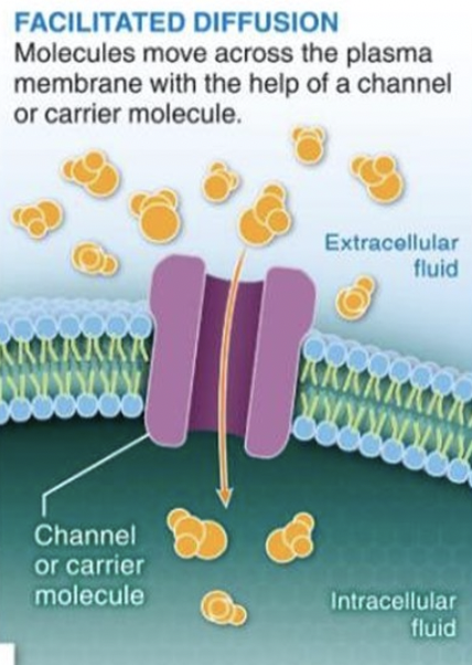 <p>facilitated diffusion</p>