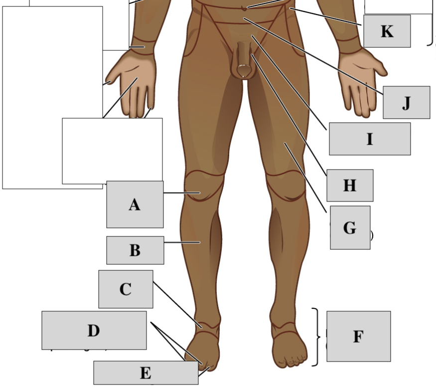 <p>Aneterior Lower Body </p>