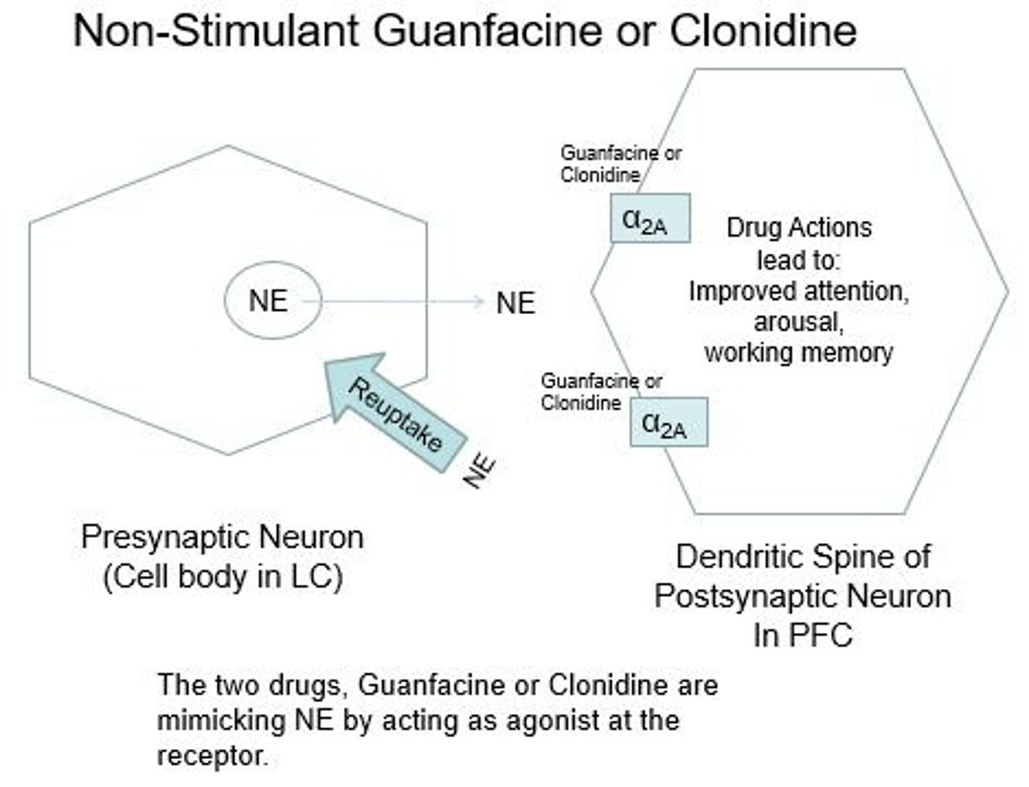 <p>They are norepinephrine receptor agonists (a2-adrenoceptor agonists)</p>