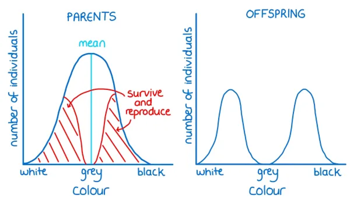 <p>where phenotypes at both extremes can be an advantage.</p>