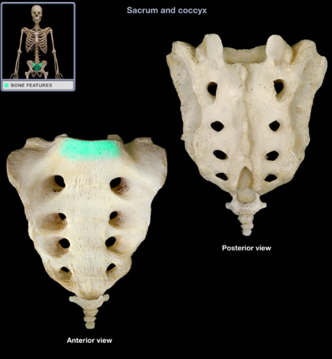 <ul><li><p>Location: Sacrum (anterior)</p></li><li><p>Description: Prominent, projecting edge of base of sacrum formed by superior border of S1 vertebral body. Forms posterior part of pelvic brim at midline</p></li><li><p>Comment: Sacral promontory is landmark for establishing female pelvic dimensions</p></li></ul><p></p>