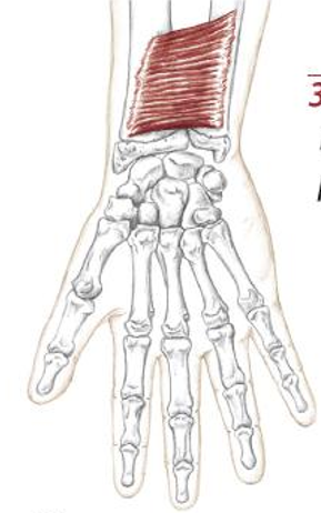 <p>what muscle is this</p>