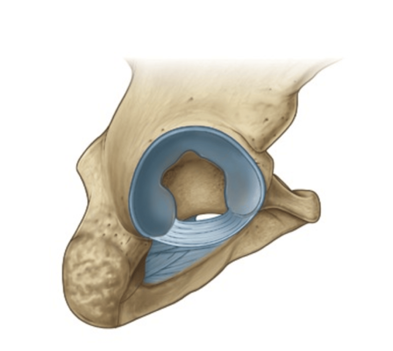 <p>Horseshoe-shaped ring of fibrocartilage that deepens socket, preventing dislocations of the hip.</p>