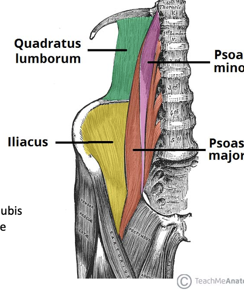 <p><span><strong><span>Quadratus Lumborum</span></strong></span></p><p style="text-align: left;"><span><span>Origin: Iliac crest</span></span></p><p style="text-align: left;"><span><span>Insertion: 12</span><sup><span>th</span></sup><span> rib, transverse process of L1-4</span></span></p><p style="text-align: left;"><span><span>Action: Lateral flexion of spine, elevates hip</span></span></p><p style="text-align: left;"><span><span>Innervation: Ventral rami T12-L4</span></span></p><p style="text-align: left;"><span><strong><span>Psoas Minor</span></strong></span></p><p style="text-align: left;"><span><span>Origin: Body of T12-L1</span></span></p><p style="text-align: left;"><span><span>Insertion: Superior ramus of pubis</span></span></p><p style="text-align: left;"><span><span>Action: Flexion of lumbar spine</span></span></p><p style="text-align: left;"><span><span>Innervation: Spinal nerves L1</span></span></p>