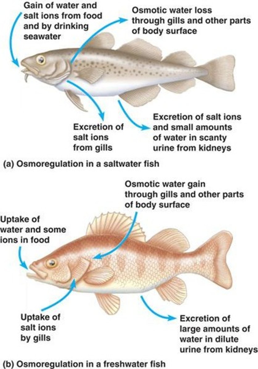 <p>Organisms that maintain constant internal osmotic pressure.</p>