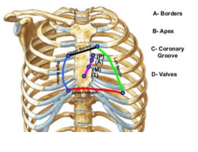 <p>Surface Anatomy of the Heart:</p><ol><li><p>_____ border</p></li><li><p>_______ costal from <strong>sternum </strong>to ____ ____</p></li><li><p>_____ is also found here.</p></li></ol><p></p>
