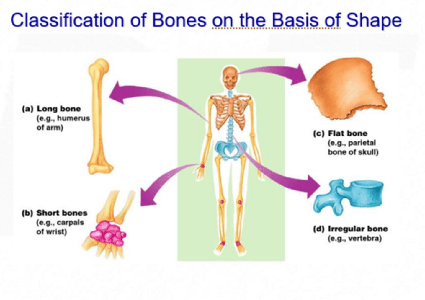 <p>- long bone</p><p>- short bone</p><p>- flat bone</p><p>- irregular bone</p>
