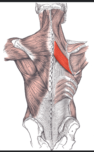 <p>MULTI Plane Action</p>