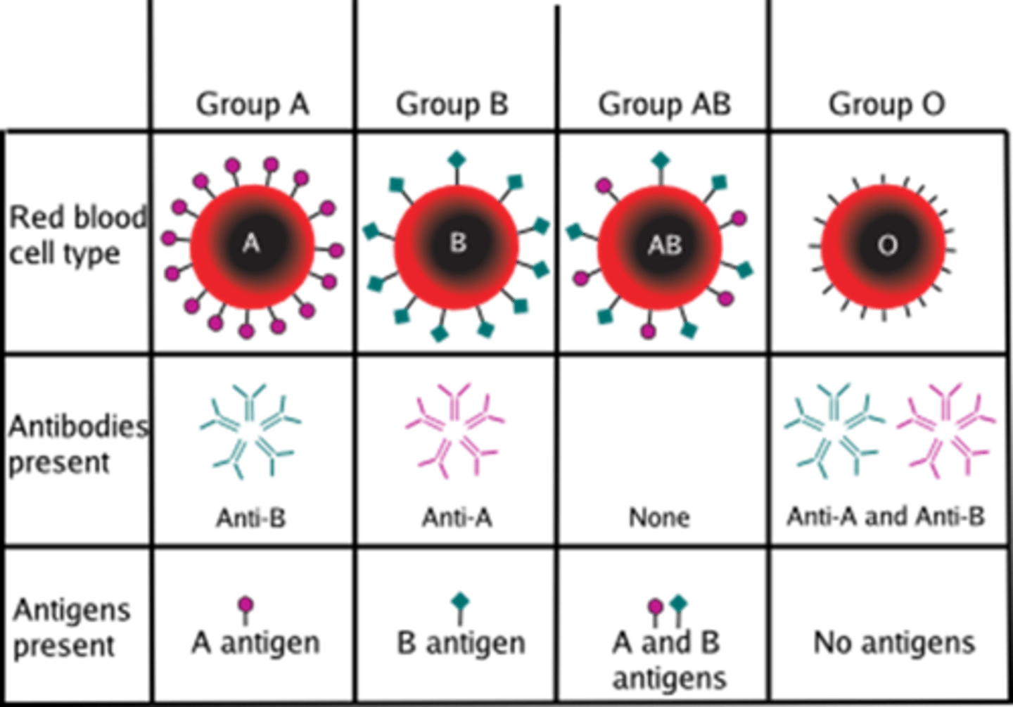 <p>antibodies; antigens</p><p>*Note: to determine blood type compatibility, decide what antibodies the recipient makes (remember we make antibodies AGAINST the antigens we don't have) and see if that is compatible with the antigens from the donor's blood*</p>