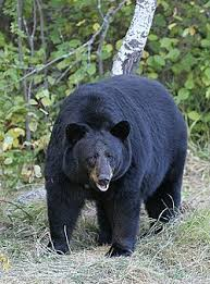 <p><span><span>Ursus americanus</span></span></p>