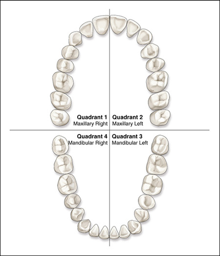 <p>4 quadrants </p>