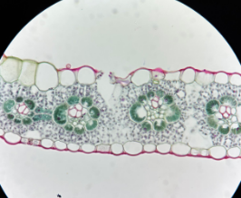 <p>Identify the image</p>