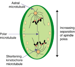 <ul><li><p><span style="background-color: transparent; font-family: "Proxima Nova", sans-serif;"><span>Sister chromatids separate at kinetochores</span></span></p><ul><li><p><span style="background-color: transparent; font-family: "Proxima Nova", sans-serif;"><span>Proteins holding the sister chromatids together are inactivated</span></span></p></li><li><p><span style="background-color: transparent; font-family: "Proxima Nova", sans-serif;"><span>Pulled by motor proteins “walking” along microtubules</span></span></p></li></ul></li><li><p><span style="background-color: transparent; font-family: "Proxima Nova", sans-serif;"><span>Poles move farther apart</span></span></p></li></ul><p></p>