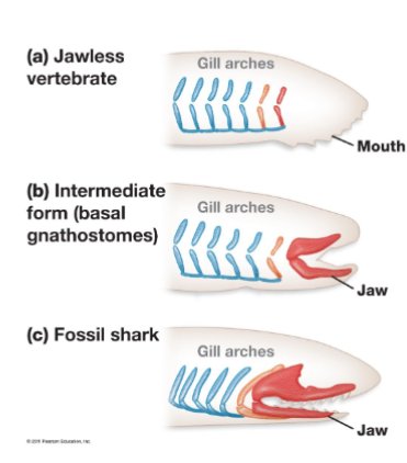 <p>evolution of protrusible jaw that can be extended to bite</p>